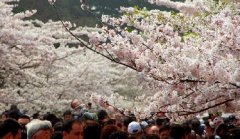 你見過空無一人的中山公園櫻花大道嗎？美！
